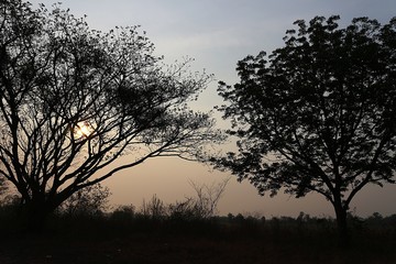 silhouette of trees in sunset