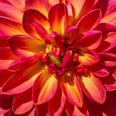 Fototapeta premium Summer blooming dahlias