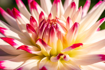 Naklejka premium Summer blooming dahlias