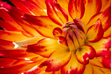 Summer blooming dahlias