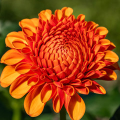 Summer blooming dahlias