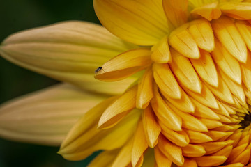 Summer blooming dahlia