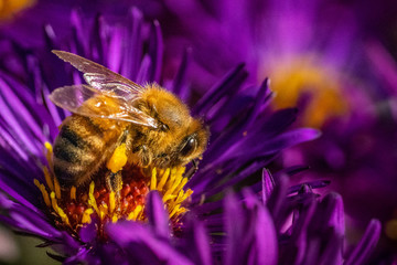Bee pollinating in fall aster pink purple