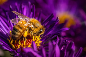 Bee pollinating in fall aster pink purple