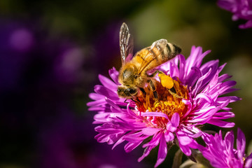 Bee pollinating in fall aster pink purple