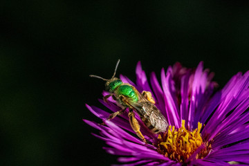 Bee pollinating in fall aster pink purple