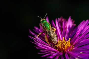 Bee pollinating in fall astor pink purple