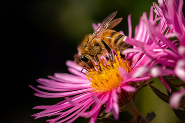Honey bee pollinating in pink fall aster