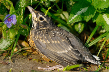 Fledgling robin on the ground after the first flight out of the nest