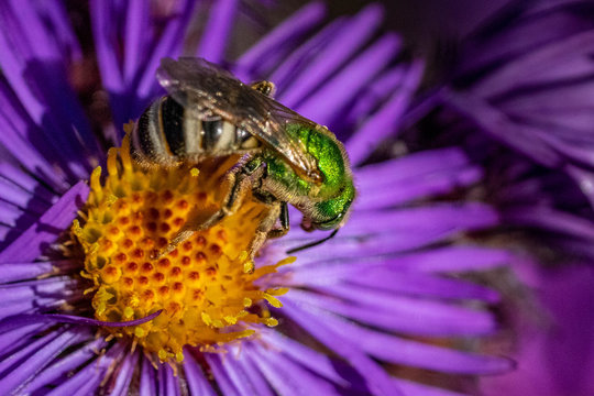 Bee pollinating in fall aster pink purple