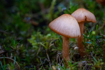 Oregon fall mushrooms in the forest