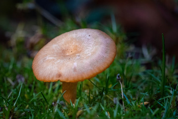 Oregon fall mushrooms in the forest