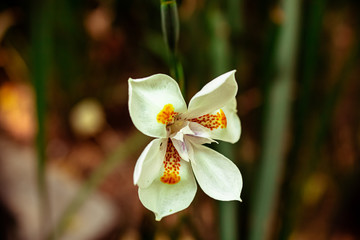 bokeh flower