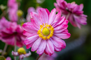 Obraz premium Fall blooming japanese pink anemone