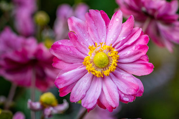 Obraz premium Fall blooming japanese pink anemone