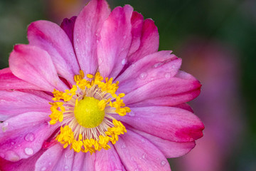 Obraz premium Fall blooming japanese pink anemone