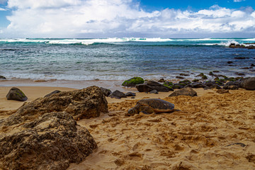A Hawaiian Green sea turtle lounging in theA Hawaiian Green sea turtle lounging in the sand on Laniakea Beach. sand