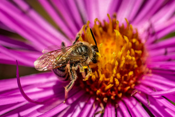 Bee pollinating in fall blooming aster