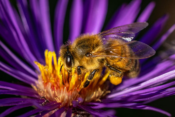 Bee pollinating in fall blooming aster