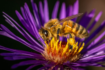 Bee pollinating in fall blooming aster