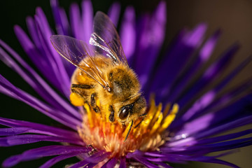 Bee pollinating in fall blooming aster