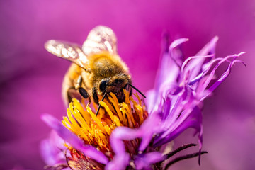Bee pollinating in fall blooming aster