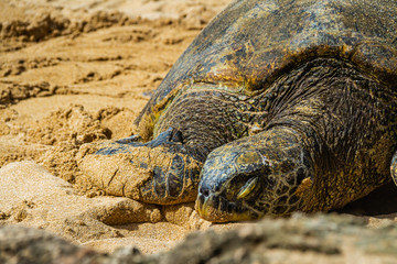 A close up of a Hawaiian Green sea turtle lounging in the sand on Laniakea Beach.