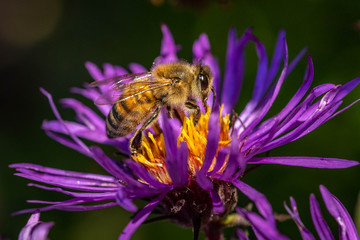 Bee pollinating in fall blooming aster
