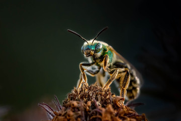 Bee pollinating in fall blooming aster