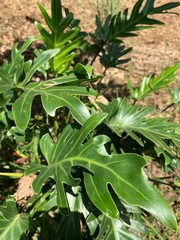 close up big green leaf with sun light