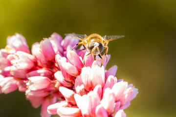 Pollinator on flower kiss me over the garden gate