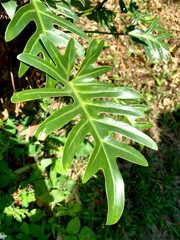 close up big green leaf with sun light