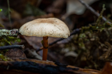 Mushrooms in the Oregon Forest Coast Range