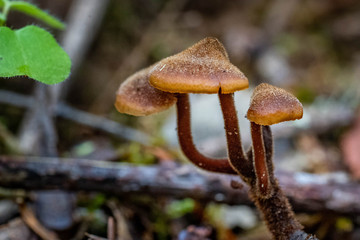 Mushrooms in the Oregon Forest Coast Range