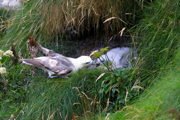 Duncansby (Scotland), UK - August 03, 2018: A gull at Duncansby stacks, duncansby head, Scotland, Highlands, United Kingdom