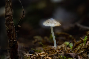 Mushrooms in the Oregon Forest Coast Range