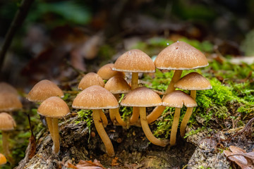 Mushrooms in the Oregon Forest Coast Range
