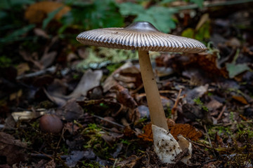 Mushrooms in the Oregon Forest Coast Range