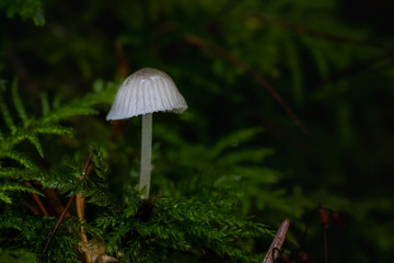 Mushrooms in the Oregon Forest Coast Range