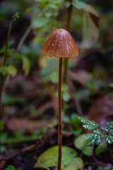 Mushrooms in the Oregon Forest Coast Range