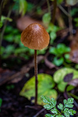 Mushrooms in the Oregon Forest Coast Range