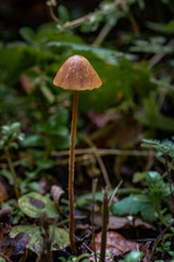 Mushrooms in the Oregon Forest Coast Range