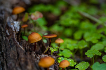Mushrooms in the Oregon Forest Coast Range