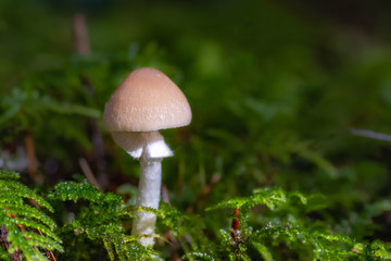 Mushrooms in the Oregon Forest Coast Range