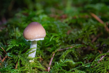 Mushrooms in the Oregon Forest Coast Range