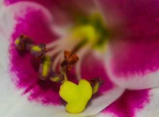 Flower Close Up