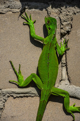 Green Iguana