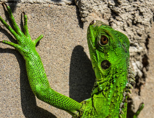 Green Iguana
