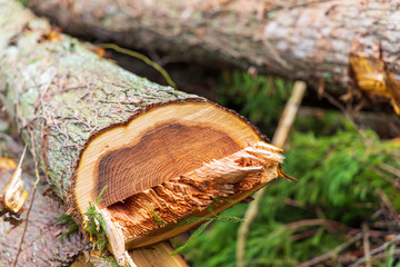 伐採された杉の木　イメージ