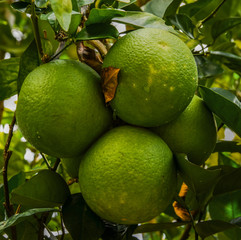 Green Oranges